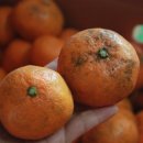 귤하우스 이미지