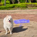 위브동물의료센터 | [고촌 위브동물의료센터] 강아지 치석제거 스케일링 후기