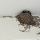 화북초등학교용화분교장 이미지