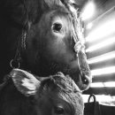 소 외양간 이미지