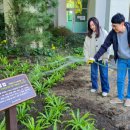 제주 삼도파초일엽 자생지 이미지