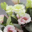 국립암센터, 상사화 성분으로 폐암 항암제 내성 잡는다 ​ 이미지