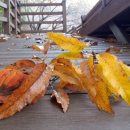 수지생태공원 이미지