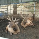 용두농장 이미지