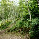 좌구산자연휴양림 이미지