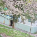 동촌역 자전거 주차장 | 26년4월 대구 아기랑 벚꽃 , 지저동벚꽃길 아양교벚꽃명소 직접 다녀온 솔직후기