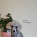 마미몽 펫샵 이미지