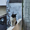 길냥이와 함께하는 이미지