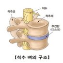 손동철척추교정운동원 네이버블로그