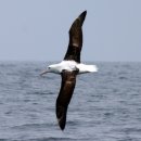 알바트로스(Albatrus)