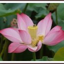 연꽃마을건넌들 이미지