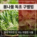 초계농약식물병원 | 봄나물 독초 구별법 완전정리｜절대 먹으면 안 되는 위험한 식물과 안전하게 캐는 법