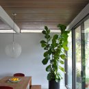 식물 인테리어 이미지