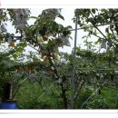 배나무집 이미지