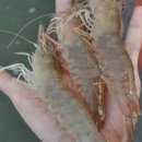 월류봉민박 이미지