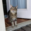 우리개 우리냥이 이미지