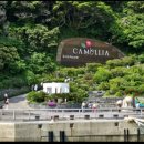 까멜리아 이미지