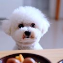 라온동물병원 이미지