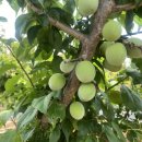 화 농장 이미지