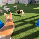 도기야드 이미지