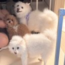 도그도감 | 성분 좋은 강아지 눈물사료 벨칸도 클래식 파이니스트 그레인프리 연어 내돈내산 급여후기