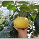 (주)하나렌트카 이미지