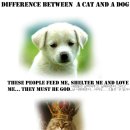 개와 고양이의 차이.jpg 이미지