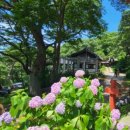 창녕 관음사 금동불상 | 수국길 따라 마음을 걷다, 서산 부석사에서 마주한 꽃과 불상의 이야기