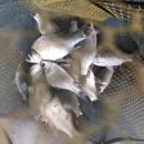 삽교천 낚시터 | 충남아산 죽산낚시터 후기!