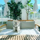 설악의 정원 이미지