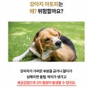 강아지 귓병 치료 어려워서 골랐어요