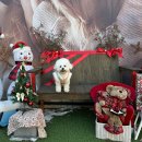 아이조아펫파크 동탄점 이미지