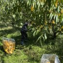 신라문화제-클래식신라 | 뀨수감사절 in 경주 1 - 황리단길, 신라문화제, 월정교, 야시장