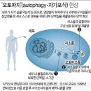 간헐적 단식 효과 이미지