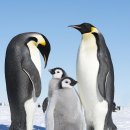 황제펭귄 [Emperor Penguin] 이미지