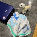 강아지랑 | 제주도 가는 비행기 강아지랑 탄 후기