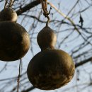 용인호박등불마을 이미지