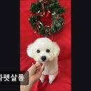스파펫살롱 | (평택, 강아지, 고양이, 애견미용, 추천!) 스파펫살롱 평택 스파펫살롱, 친절하고 청결한 미용실