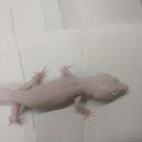 레오파드