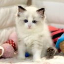 씨유 울산달동해바라기점 | 부안고양이분양 후기! 가족이 되어준 사랑스러운 묘연 이야기