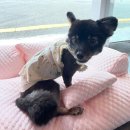 조이애견 | [펫유기브일상] #03 예쁜강아지사진대회_조이일상