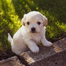 하얀강아지 이미지