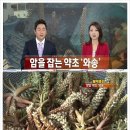 의성와송