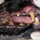 용인도담동물병원 이미지