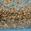 자연오리 이미지