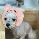 몽몽하개 이미지