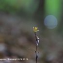 노랑제주 이미지