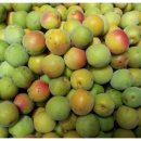 화동농장 이미지