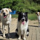 개두방정 이미지