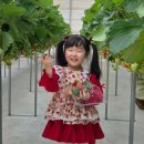 세용농장 | 수도권 딸기체험 인천 딸기의하루 아기랑 갈만한곳 예약